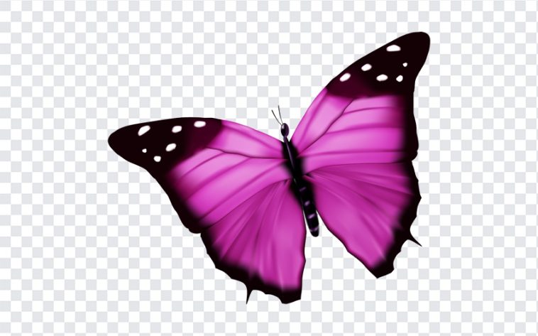 Pink Butterfly, Pink, Pink Butterfly PNG, Butterfly PNG, PNG, PNG Images, Transparent Files, png free, png file, Free PNG, png download,