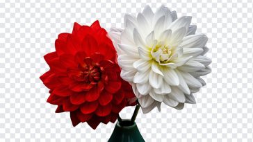 Red and White Dahlia, Red and White Dahlia Flowers PNG, Dahlia Flowers PNG, Flowers PNG, Flower PNG, Red and White, PNG, PNG Images, Transparent Files, png free, png file, Free PNG, png download,