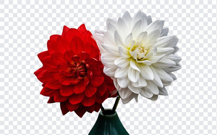Red and White Dahlia, Red and White Dahlia Flowers PNG, Dahlia Flowers PNG, Flowers PNG, Flower PNG, Red and White, PNG, PNG Images, Transparent Files, png free, png file, Free PNG, png download,
