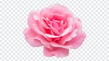 Rose, Flower PNG, Rose PNG, PNG, PNG Images, Transparent Files, png free, png file, Free PNG, png download,