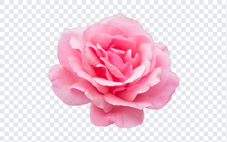 Rose, Flower PNG, Rose PNG, PNG, PNG Images, Transparent Files, png free, png file, Free PNG, png download,