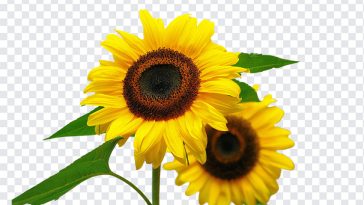 Sunflowers, Flower PNG, Sunflowers PNG, PNG, PNG Images, Transparent Files, png free, png file, Free PNG, png download,