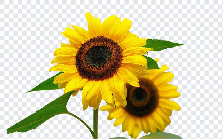 Sunflowers, Flower PNG, Sunflowers PNG, PNG, PNG Images, Transparent Files, png free, png file, Free PNG, png download,