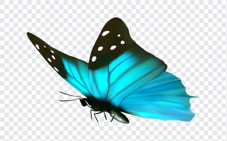 Aqua Blue Butterfly, Aqua Blue, Aqua Blue Butterfly PNG, Butterfly PNG, Aqua, PNG, PNG Images, Transparent Files, png free, png file, Free PNG, png download,