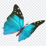 Blue Butterfly PNG, Blue Butterfly, Butterfly PNG, Butterfly, Insects, PNG, PNG Images, Transparent Files, png free, png file, Free PNG, png download,