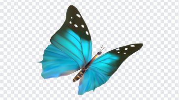 Blue Butterfly PNG, Blue Butterfly, Butterfly PNG, Butterfly, Insects, PNG, PNG Images, Transparent Files, png free, png file, Free PNG, png download,