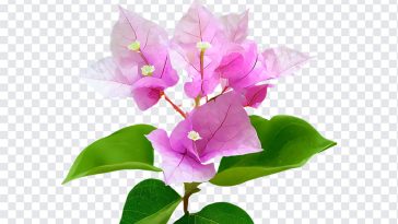 Bougainvillea Flower, Bougainvillea, Bougainvillea Flower PNG, Flower, Flower PNG, PNG, PNG Images, Transparent Files, png free, png file, Free PNG, png download,