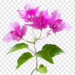 Bougainvillea Flowers, Bougainvillea, Bougainvillea Flowers PNG, Flowers PNG, PNG, PNG Images, Transparent Files, png free, png file, Free PNG, png download,