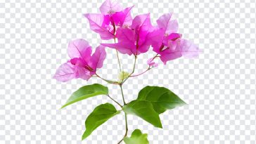 Bougainvillea Flowers, Bougainvillea, Bougainvillea Flowers PNG, Flowers PNG, PNG, PNG Images, Transparent Files, png free, png file, Free PNG, png download,