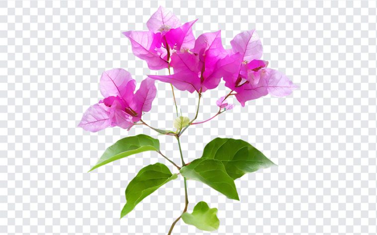 Bougainvillea Flowers, Bougainvillea, Bougainvillea Flowers PNG, Flowers PNG, PNG, PNG Images, Transparent Files, png free, png file, Free PNG, png download,