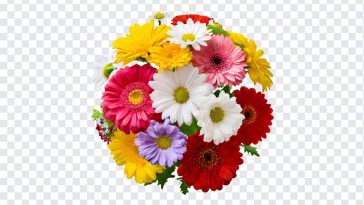 Bunch of Colorful Daisy, Daisy Flowers, Bunch of Colorful Daisy Flowers, Colorful Daisy Flowers, Flowers, Flowers PNG, PNG, PNG Images, Transparent Files, png free, png file, Free PNG, png download,