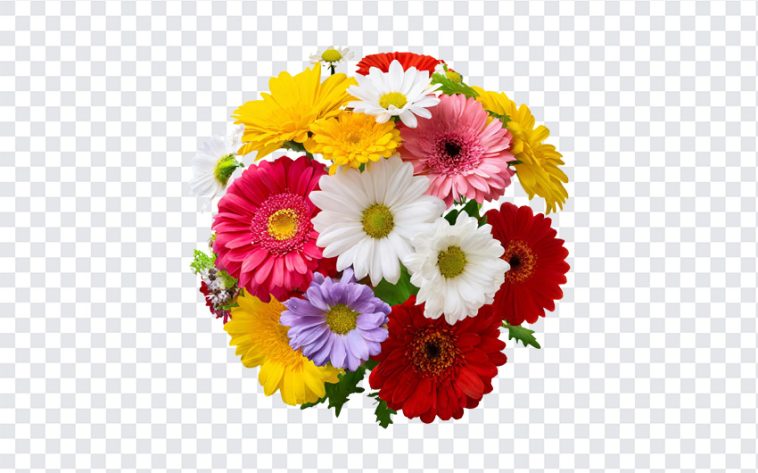 Bunch of Colorful Daisy, Daisy Flowers, Bunch of Colorful Daisy Flowers, Colorful Daisy Flowers, Flowers, Flowers PNG, PNG, PNG Images, Transparent Files, png free, png file, Free PNG, png download,