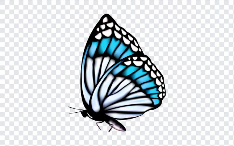 Butterfly, Butterfly PNG, PNG, PNG Images, Transparent Files, png free, png file, Free PNG, png download,