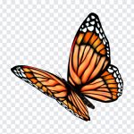 Butterfly, Butterfly PNG, PNG, PNG Images, Transparent Files, png free, png file, Free PNG, png download,