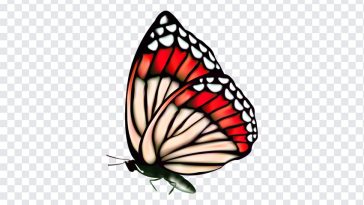 Butterfly, Butterfly PNG, Butterfly Clipart PNG, Clipart PNG, Clipart, PNG, PNG Images, Transparent Files, png free, png file, Free PNG, png download,
