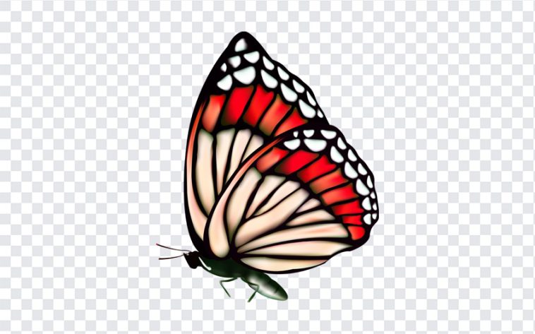 Butterfly, Butterfly PNG, Butterfly Clipart PNG, Clipart PNG, Clipart, PNG, PNG Images, Transparent Files, png free, png file, Free PNG, png download,