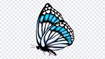 Butterfly, Butterfly Clipart, Butterfly PNG, Clipart Part, PNG, PNG Images, Transparent Files, png free, png file, Free PNG, png download,