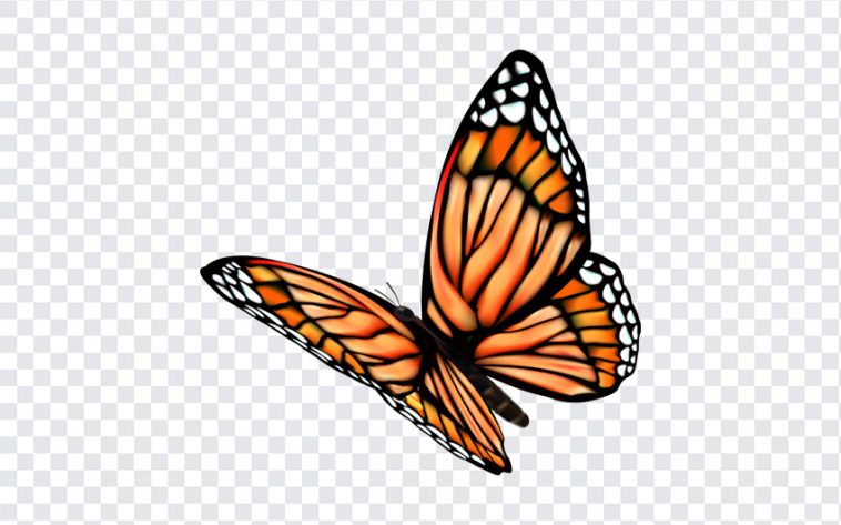 Butterfly, Butterfly PNG, PNG, PNG Images, Transparent Files, png free, png file, Free PNG, png download,
