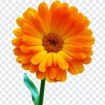 Calendula, Flower PNG, Calendula Flower, Flower, PNG, PNG Images, Transparent Files, png free, png file, Free PNG, png download,