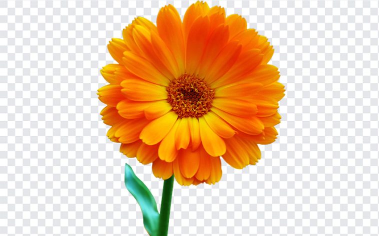 Calendula, Flower PNG, Calendula Flower, Flower, PNG, PNG Images, Transparent Files, png free, png file, Free PNG, png download,