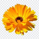 Calendula Flower, Calendula, Calendula Flower PNG, Flower PNG, Flower, PNG, PNG Images, Transparent Files, png free, png file, Free PNG, png download,
