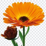 Calendula Flower, Calendula, Calendula Flower PNG, Flower PNG, Flower, PNG, PNG Images, Transparent Files, png free, png file, Free PNG, png download,