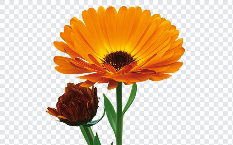 Calendula Flower, Calendula, Calendula Flower PNG, Flower PNG, Flower, PNG, PNG Images, Transparent Files, png free, png file, Free PNG, png download,