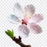 Cherry Blossom Flower, Cherry Blossom, Cherry Blossom Flower PNG, Cherry, Flower PNG, Flower, PNG, PNG Images, Transparent Files, png free, png file, Free PNG, png download,