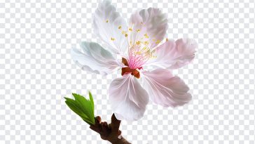 Cherry Blossom Flower, Cherry Blossom, Cherry Blossom Flower PNG, Cherry, Flower PNG, Flower, PNG, PNG Images, Transparent Files, png free, png file, Free PNG, png download,