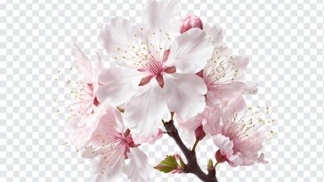 Cherry Blossom, Cherry, Cherry Blossom Flowers, Flowers, Cherry Blossom png, Flowers PNG, PNG, PNG Images, Transparent Files, png free, png file, Free PNG, png download,