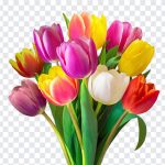 Colorful Tulip Flower Bouquet, Colorful Tulip Flower, Colorful Tulip Flower Bouquet PNG, Colorful Tulip, Tulip Flower Bouquet PNG, Tulip, Tulip Flower, PNG, PNG Images, Transparent Files, png free, png file, Free PNG, png download,