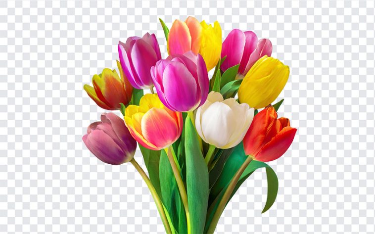 Colorful Tulip Flower Bouquet, Colorful Tulip Flower, Colorful Tulip Flower Bouquet PNG, Colorful Tulip, Tulip Flower Bouquet PNG, Tulip, Tulip Flower, PNG, PNG Images, Transparent Files, png free, png file, Free PNG, png download,