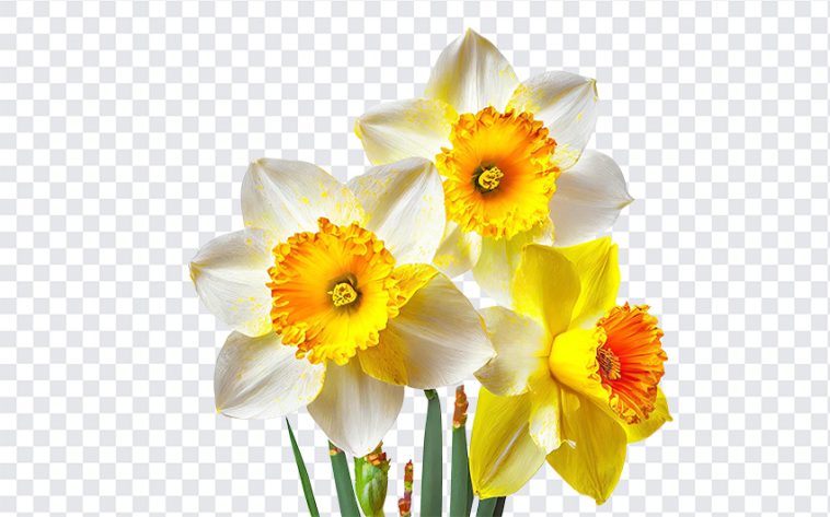Daffodils Flowers, Daffodils, Daffodils Flowers PNG, Flowers, Flowers PNG, PNG, PNG Images, Transparent Files, png free, png file, Free PNG, png download,