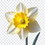 Daffodils Flower, Daffodils, Daffodils Flower PNG, Flower PNG, Flower, PNG, PNG Images, Transparent Files, png free, png file, Free PNG, png download,