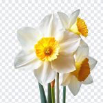 Daffodils Flowers, Daffodils, Daffodils Flowers PNG, Flowers, Flowers PNG, PNG, PNG Images, Transparent Files, png free, png file, Free PNG, png download,
