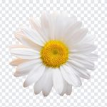 Daisy Flower PNG, Daisy Flower, Daisy Flower PNG, Flowers PNG, Daisy, PNG, PNG Images, Transparent Files, png free, png file, Free PNG, png download,