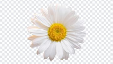 Daisy Flower PNG, Daisy Flower, Daisy Flower PNG, Flowers PNG, Daisy, PNG, PNG Images, Transparent Files, png free, png file, Free PNG, png download,