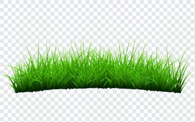 Grass, Grass PNG, PNG, PNG Images, Transparent Files, png free, png file, Free PNG, png download,