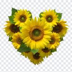 Heart Shaped Sunflower Bouquet, Heart Shaped Sunflower, Heart Shaped Sunflower Bouquet PNG, Heart Shaped, Sunflower Bouquet PNG, Sunflower, Sunflower PNG, Flowers PNG, PNG, PNG Images, Transparent Files, png free, png file, Free PNG, png download,