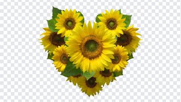 Heart Shaped Sunflower Bouquet, Heart Shaped Sunflower, Heart Shaped Sunflower Bouquet PNG, Heart Shaped, Sunflower Bouquet PNG, Sunflower, Sunflower PNG, Flowers PNG, PNG, PNG Images, Transparent Files, png free, png file, Free PNG, png download,