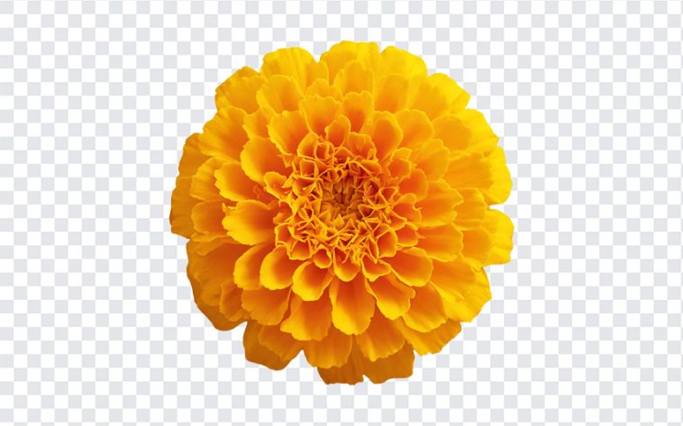 Marigold Flower, Marigold, Marigold Flower PNG, Flower PNG, Flowers, Orange, Yellow, PNG, PNG Images, Transparent Files, png free, png file, Free PNG, png download,