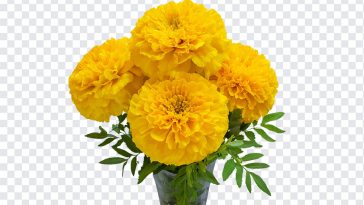 Marigold Flowers Bouquet, Marigold Flowers, Marigold Flowers Bouquet PNG, Marigold, Flowers Bouquet PNG, Flowers, PNG, PNG Images, Transparent Files, png free, png file, Free PNG, png download,