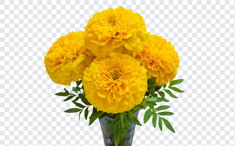 Marigold Flowers Bouquet, Marigold Flowers, Marigold Flowers Bouquet PNG, Marigold, Flowers Bouquet PNG, Flowers, PNG, PNG Images, Transparent Files, png free, png file, Free PNG, png download,