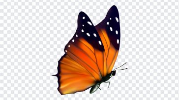 Orange Butterfly, Orange, Orange Butterfly PNG, Butterfly PNG, PNG, PNG Images, Transparent Files, png free, png file, Free PNG, png download,