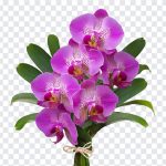 Orchid Flower Bouquet, Orchid Flower, Orchid Flower Bouquet PNG, Flower Bouquet PNG, Flowers PNG, Flower, Orchid, PNG, PNG Images, Transparent Files, png free, png file, Free PNG, png download,