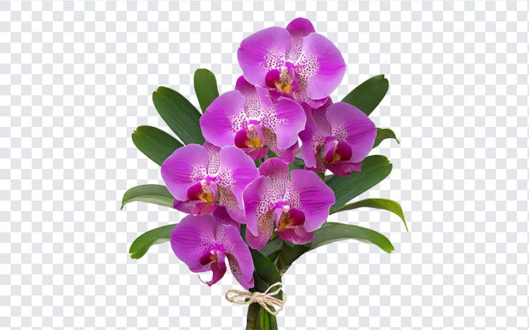Orchid Flower Bouquet, Orchid Flower, Orchid Flower Bouquet PNG, Flower Bouquet PNG, Flowers PNG, Flower, Orchid, PNG, PNG Images, Transparent Files, png free, png file, Free PNG, png download,