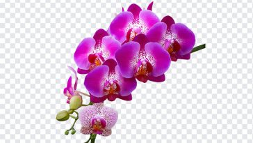 Orchid Flower, Orchid, Orchid Flower PNG, Flower PNG, PNG, PNG Images, Transparent Files, png free, png file, Free PNG, png download,