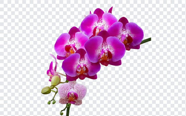 Orchid Flower, Orchid, Orchid Flower PNG, Flower PNG, PNG, PNG Images, Transparent Files, png free, png file, Free PNG, png download,