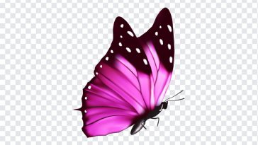 Pink Butterfly, Pink, Pink Butterfly PNG, Butterfly PNG, PNG, PNG Images, Transparent Files, png free, png file, Free PNG, png download,