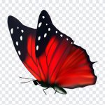 Red Butterfly, Red, Red Butterfly PNG, Butterfly PNG, PNG, PNG Images, Transparent Files, png free, png file, Free PNG, png download,